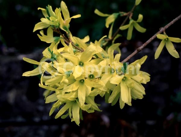 Yellow blooms; Deciduous; Broadleaf