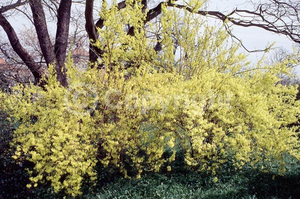 Yellow blooms; Deciduous; Broadleaf