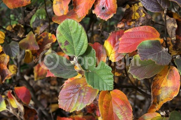 White blooms; Deciduous; North American Native