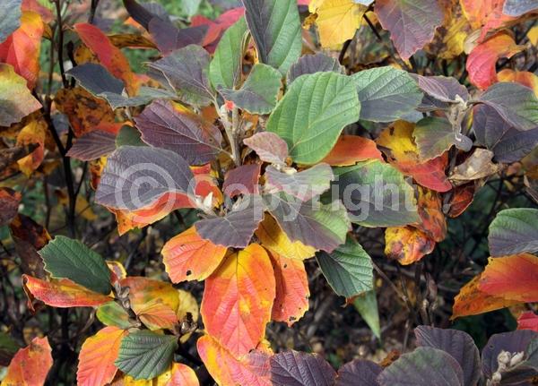White blooms; Deciduous; North American Native