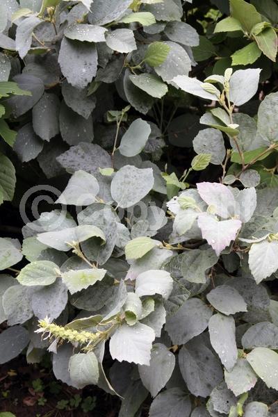 White blooms; Deciduous; North American Native