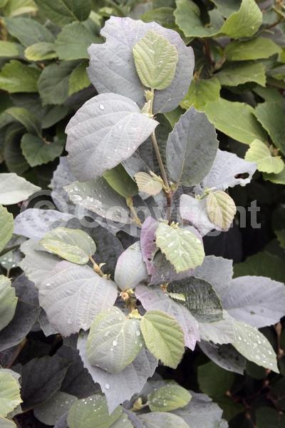 White blooms; Deciduous; North American Native