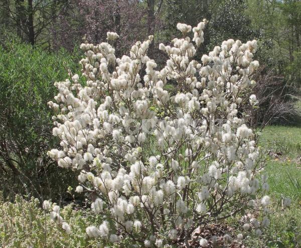 White blooms; Deciduous; North American Native
