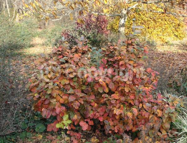 White blooms; Deciduous; North American Native