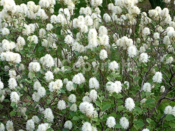 White blooms; Deciduous; North American Native