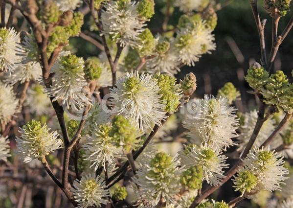 White blooms; Deciduous; North American Native