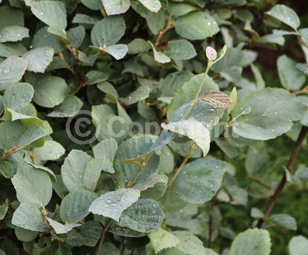 White blooms; Deciduous; North American Native