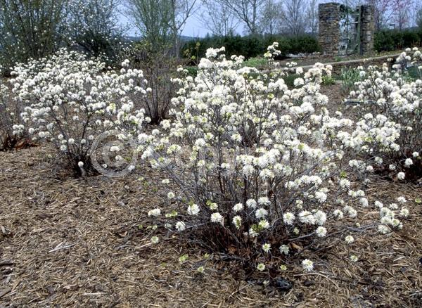 White blooms; Deciduous; Broadleaf; North American Native