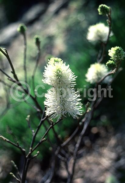 White blooms; Deciduous; Broadleaf; North American Native
