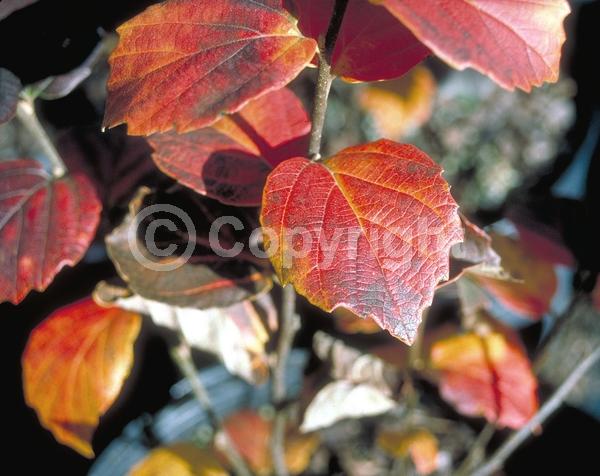 White blooms; Deciduous; Broadleaf; North American Native