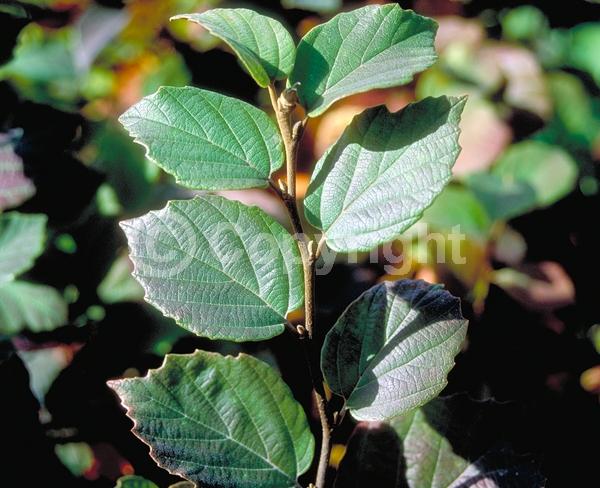 White blooms; Deciduous; Broadleaf; North American Native