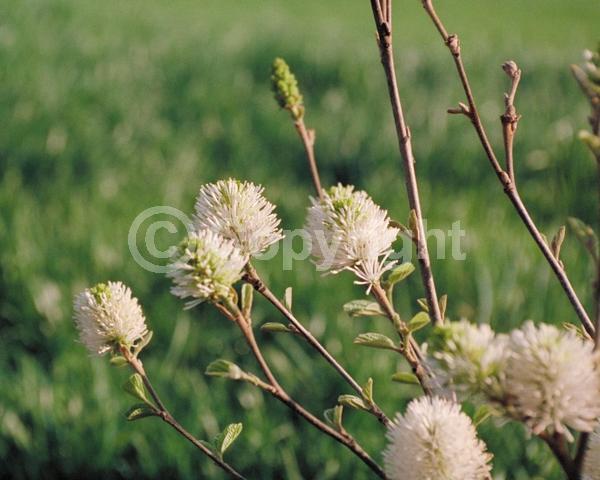 White blooms; Deciduous; Broadleaf; North American Native
