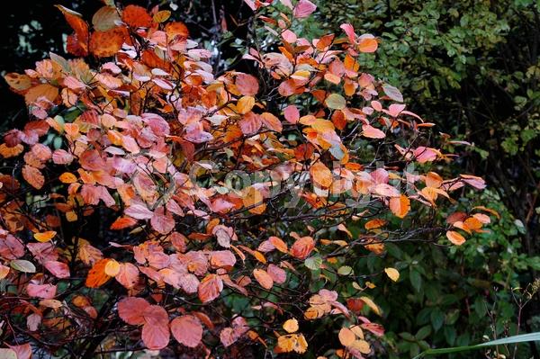 White blooms; Deciduous; Broadleaf; North American Native