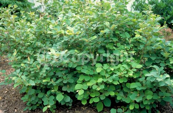 White blooms; Deciduous; Broadleaf; North American Native