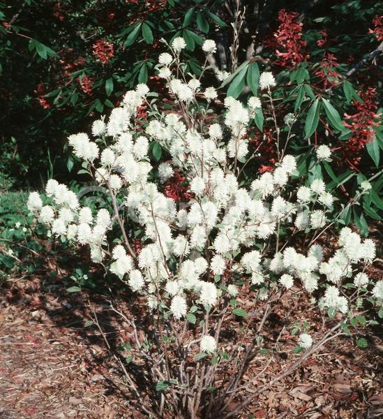 White blooms; Deciduous; Broadleaf; North American Native