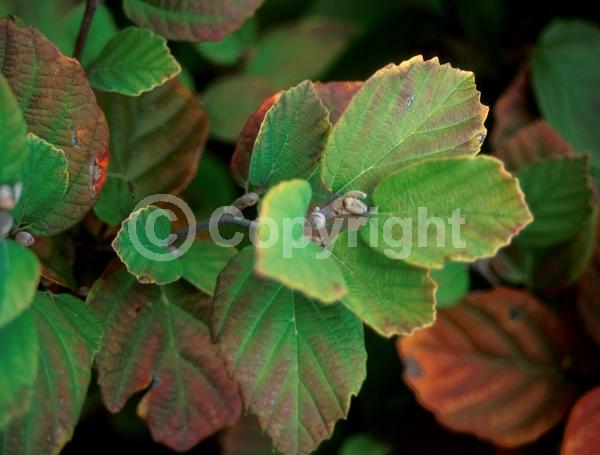 White blooms; Deciduous; Broadleaf; North American Native