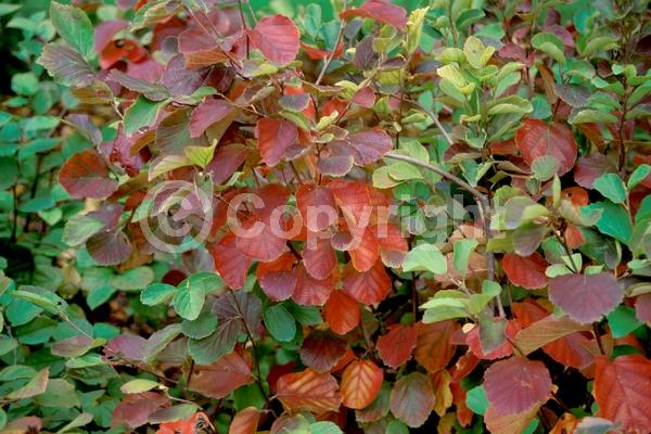 White blooms; Deciduous; Broadleaf; North American Native