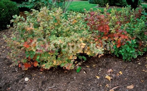 White blooms; Deciduous; Broadleaf; North American Native
