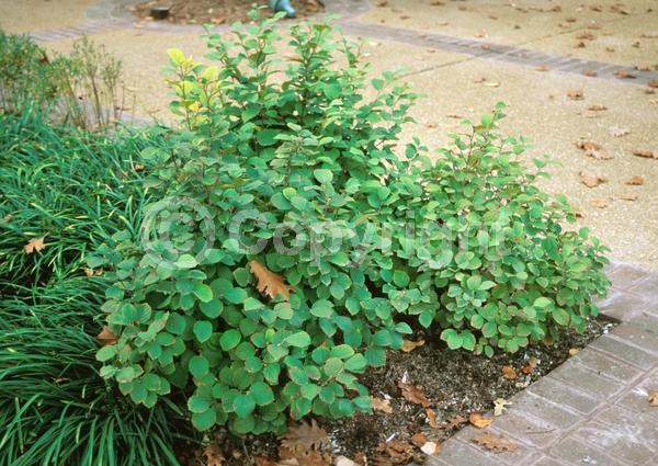 White blooms; Deciduous; Broadleaf; North American Native