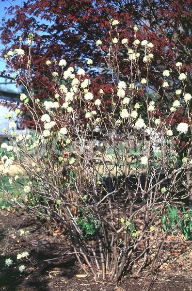 White blooms; Deciduous; Broadleaf; North American Native
