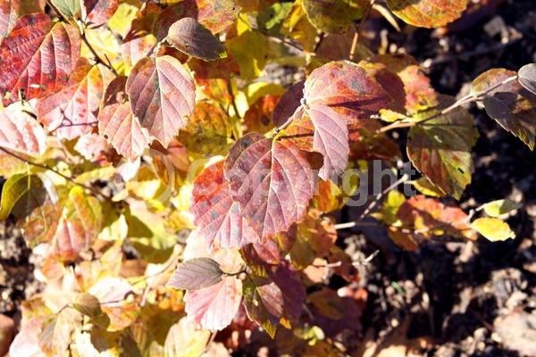 White blooms; Deciduous; North American Native