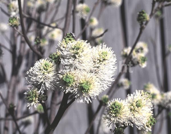 White blooms; Deciduous; Broadleaf; North American Native