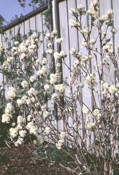 White blooms; Deciduous; Broadleaf; North American Native