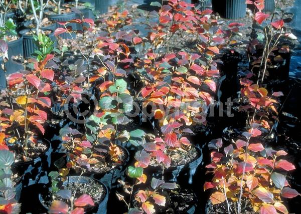 White blooms; Deciduous; Broadleaf; North American Native