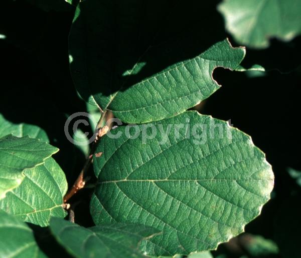 White blooms; Deciduous; Broadleaf; North American Native