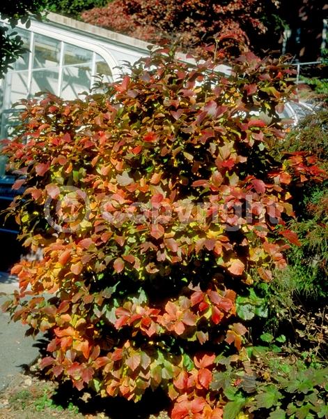 White blooms; Deciduous; Broadleaf; North American Native
