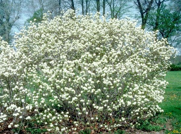 White blooms; Deciduous; Broadleaf; North American Native