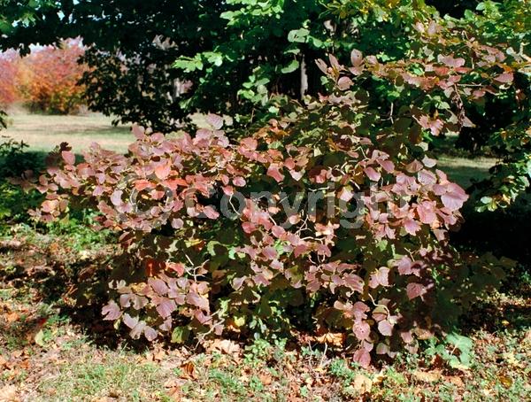 White blooms; Deciduous; Broadleaf; North American Native