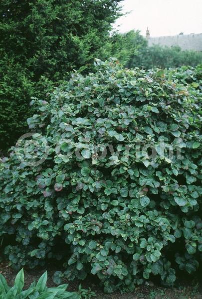 White blooms; Deciduous; Broadleaf; North American Native
