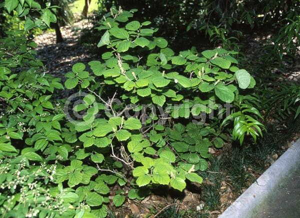White blooms; Deciduous; Broadleaf; North American Native