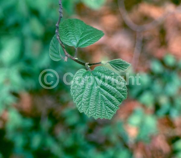 White blooms; Deciduous; Broadleaf; North American Native
