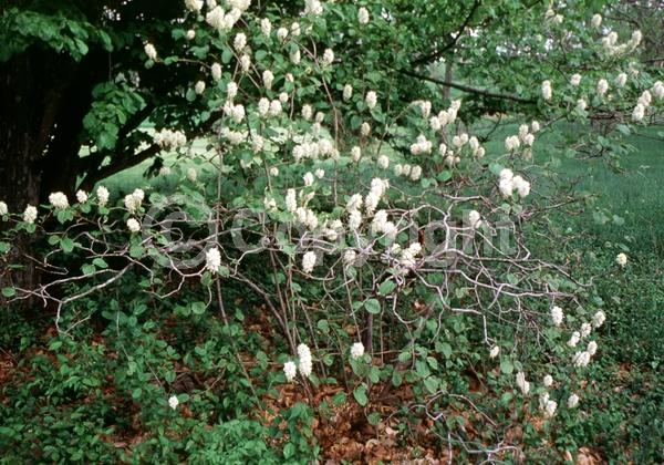 White blooms; Deciduous; Broadleaf; North American Native