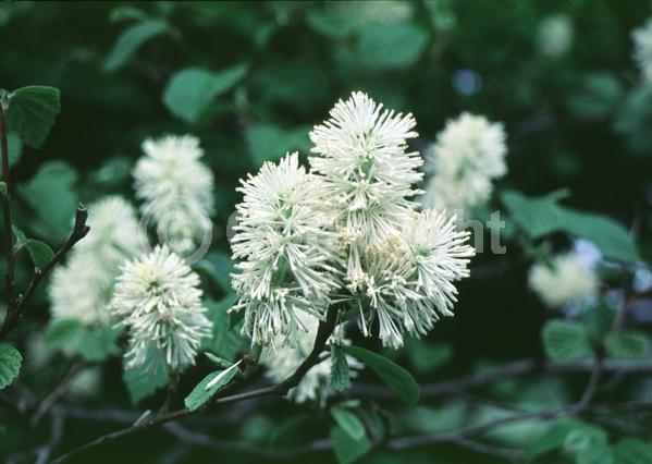 White blooms; Deciduous; Broadleaf; North American Native