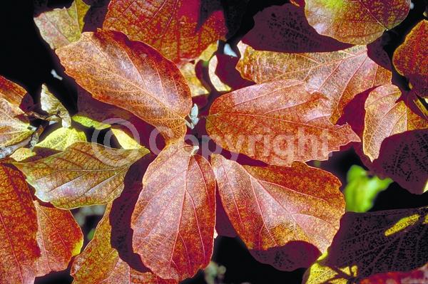 White blooms; Deciduous; Broadleaf; North American Native