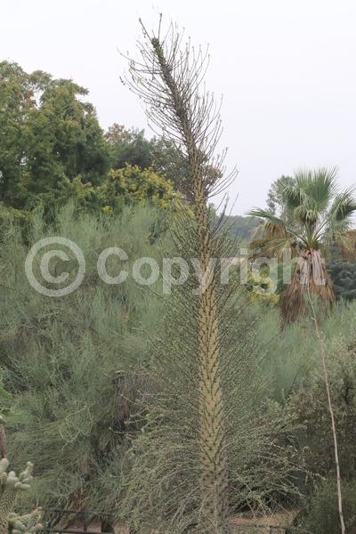 Yellow blooms; Deciduous; North American Native