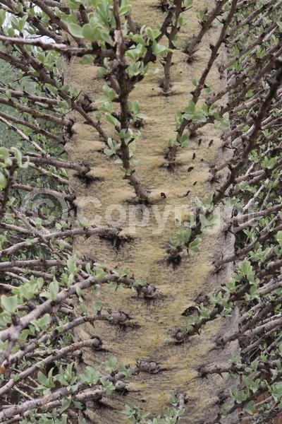 Yellow blooms; Deciduous; North American Native
