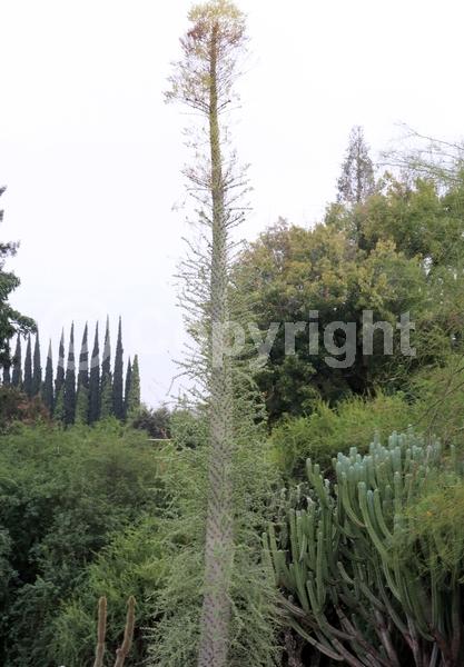 Yellow blooms; Deciduous; North American Native