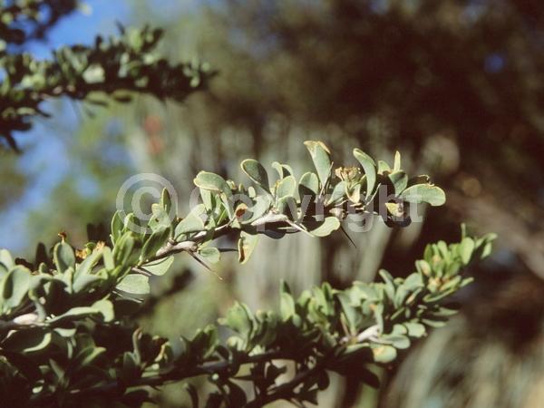 Yellow blooms; White blooms; Deciduous; North American Native