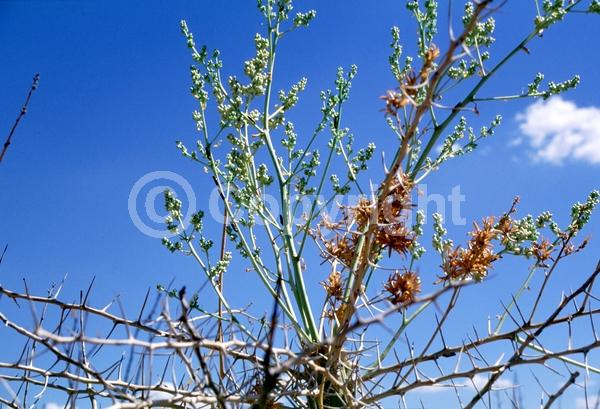 Yellow blooms; White blooms; Deciduous; North American Native