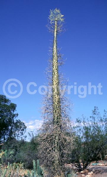 Yellow blooms; White blooms; Deciduous; North American Native
