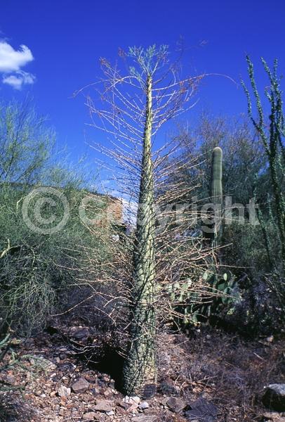Yellow blooms; White blooms; Deciduous; North American Native
