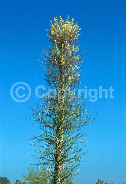 Yellow blooms; White blooms; Deciduous; North American Native