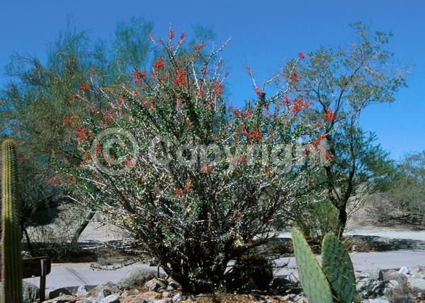 Red blooms; Deciduous; North American Native