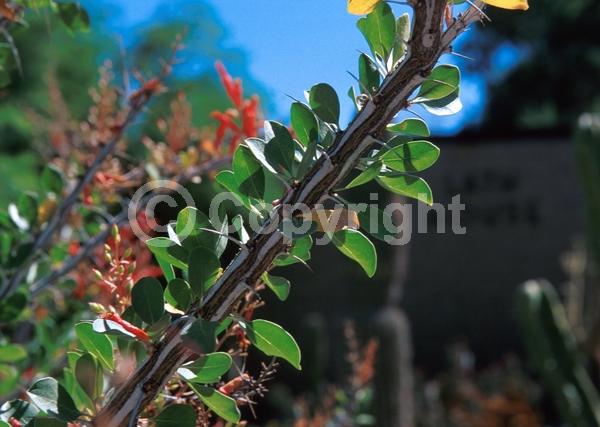 Red blooms; Deciduous; North American Native