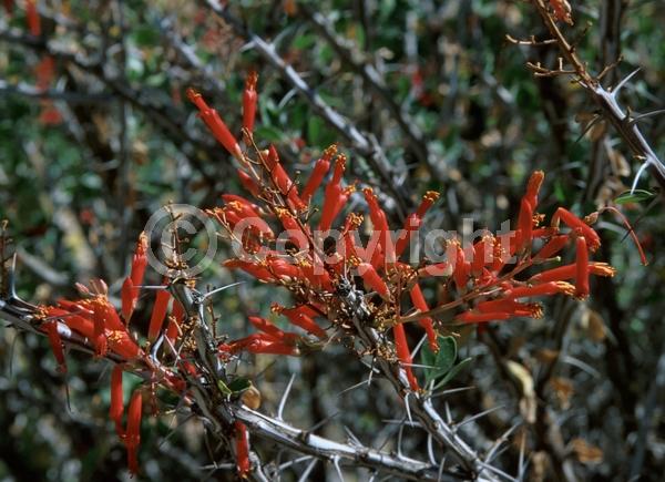 Red blooms; Deciduous; North American Native