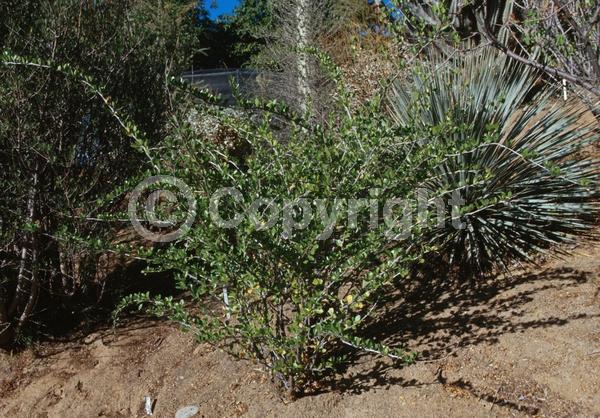 Red blooms; Deciduous; North American Native